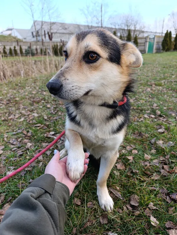 Pies do adopcji, Bełchatów, 15 listopada 2025 (3/5)