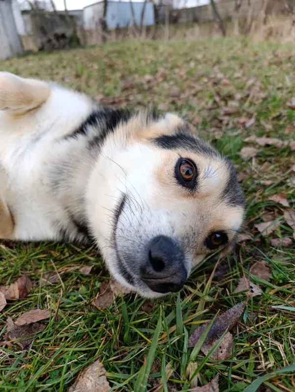 Pies do adopcji, Bełchatów, 15 listopada 2025 (4/5)