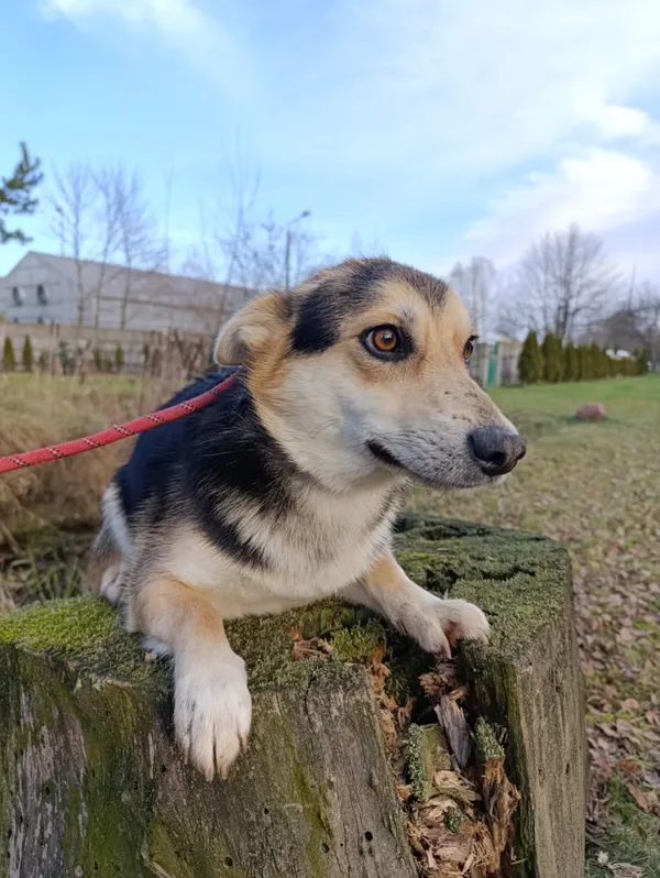 Pies do adopcji, Bełchatów, 15 listopada 2025 (5/5)