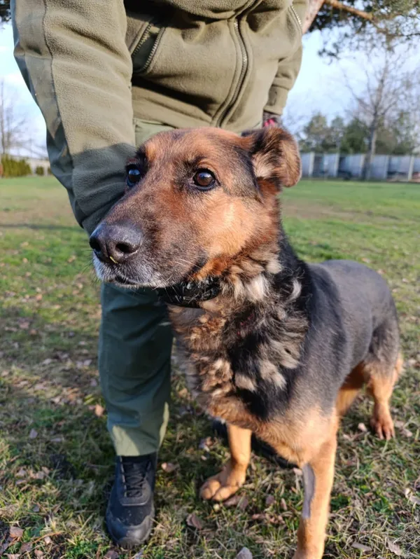 Pies do adopcji, Bełchatów, 27 października 2025 (1/5)