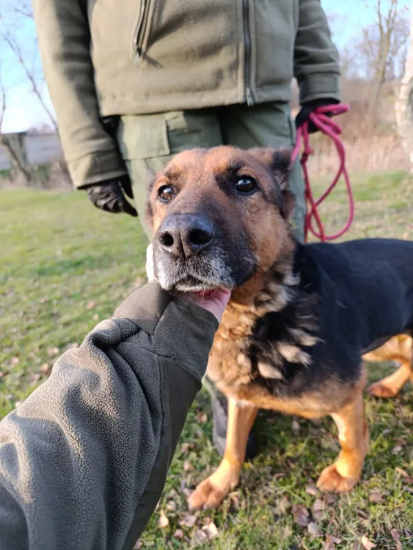 Pies do adopcji, Bełchatów, 27 października 2025 (5/5)