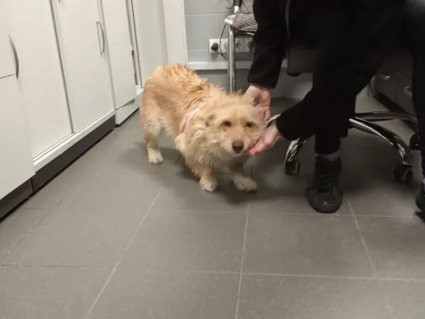 Znaleziono psa, Bydgoszcz, 17 stycznia 2026