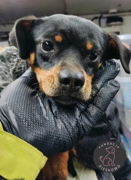 Pies do adopcji, Wolsztyn, 19 stycznia 2026