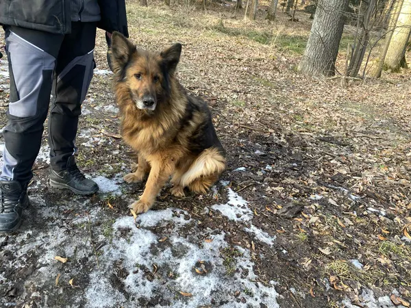 Pies do adopcji, Platerówka, 19 stycznia 2026 (3/3)