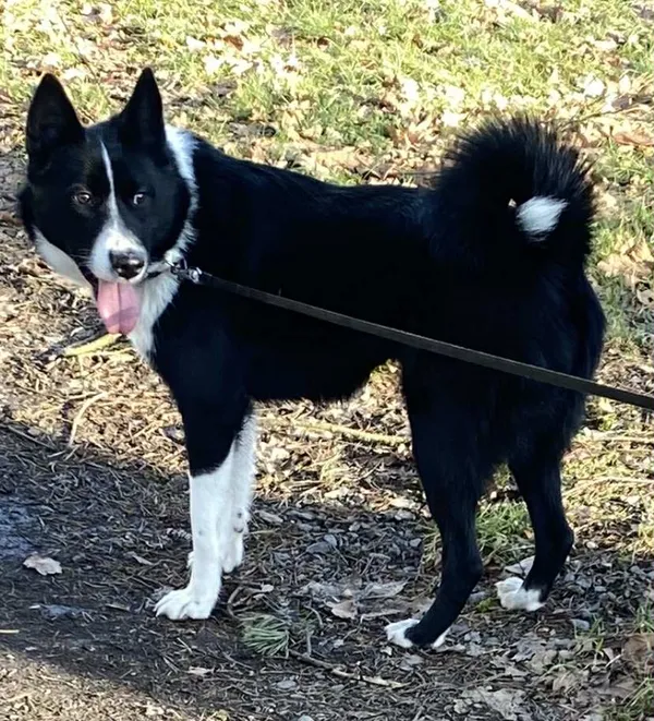 Pies do adopcji, Platerówka, 19 stycznia 2026 (1/3)