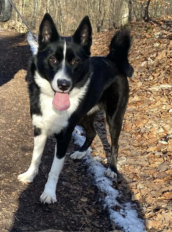 Pies do adopcji, Platerówka, 19 stycznia 2026 (2/3)