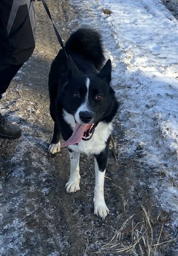 Pies do adopcji, Platerówka, 19 stycznia 2026 (3/3)