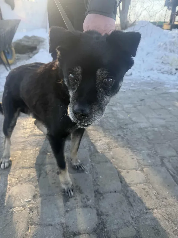 Pies do adopcji, Orzechowce, 19 stycznia 2026 (1/4)