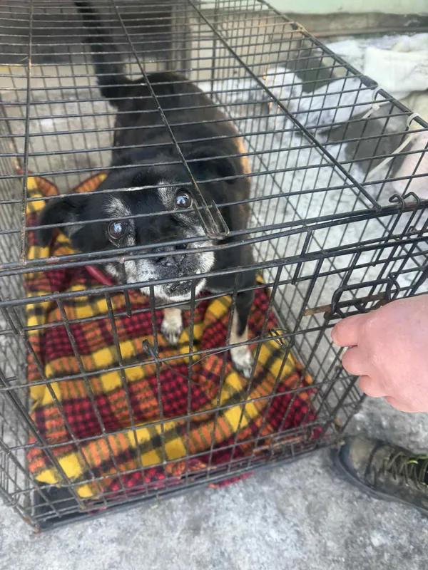 Pies do adopcji, Orzechowce, 19 stycznia 2026 (4/4)