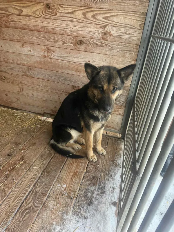 Pies do adopcji, Orzechowce, 17 stycznia 2026 (2/5)