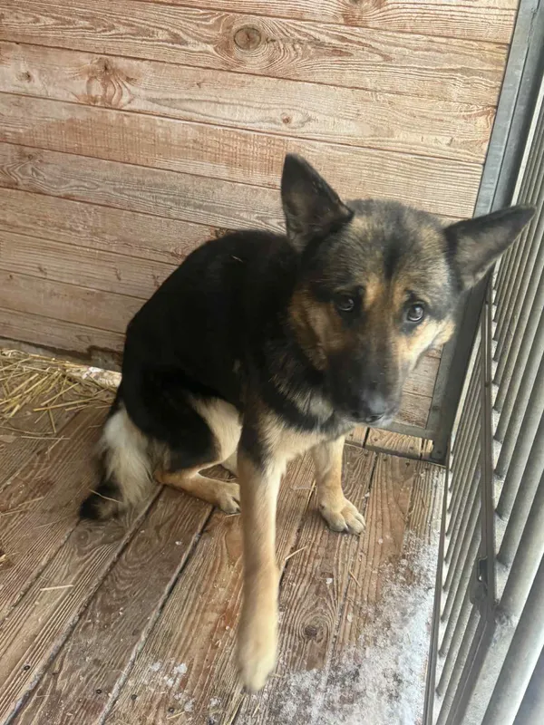 Pies do adopcji, Orzechowce, 17 stycznia 2026 (5/5)