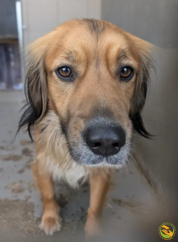 Znaleziono psa, Skałowo, 19 stycznia 2026 (1/2)