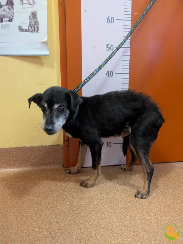 Znaleziono psa, Skałowo, 19 stycznia 2026 (3/3)