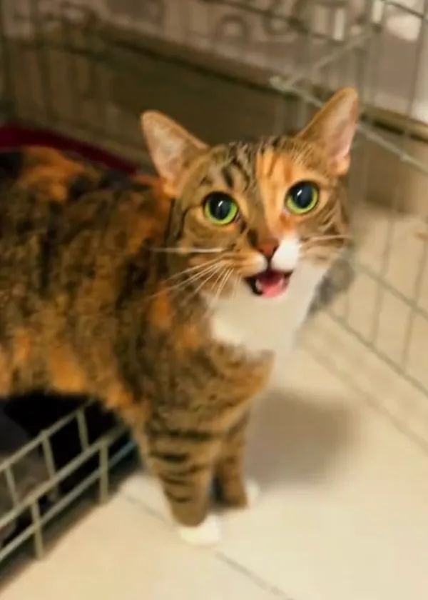 Kot do adopcji, Radom, 19 stycznia 2026