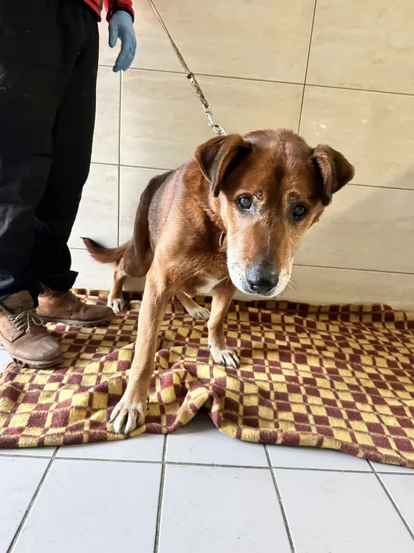 Znaleziono psa, Czartki, 19 stycznia 2026