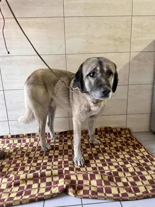 Znaleziono psa, Czartki, 19 stycznia 2026