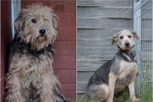 Pies do adopcji, Żary, 19 stycznia 2026