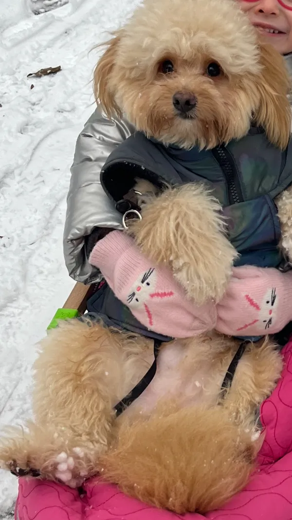 Zaginął pies, Tarnowskie Góry, Sowice, 20 stycznia 2026 (1/2)