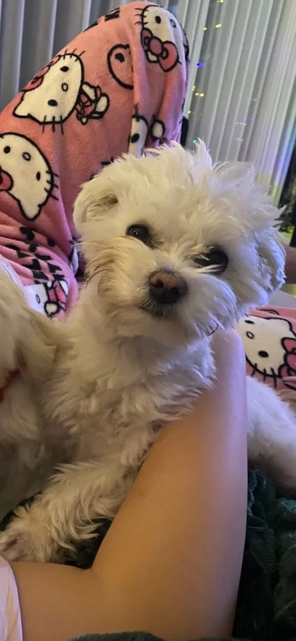 Zaginął pies, Rzeczyca, 20 stycznia 2026 (1/2)