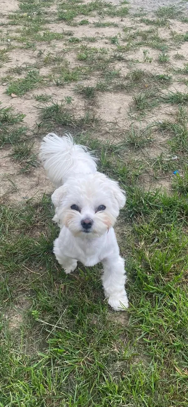 Zaginął pies, Rzeczyca, 20 stycznia 2026 (2/2)