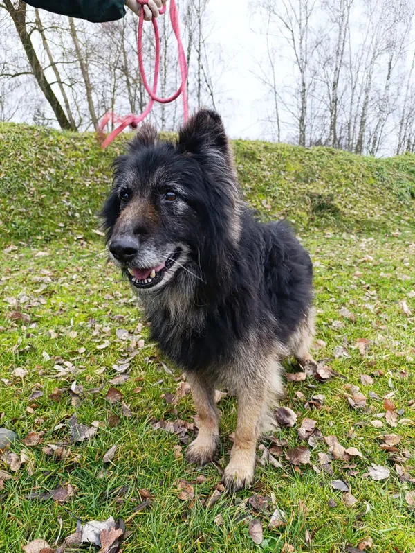 Pies do adopcji, Bełchatów, 25 listopada 2025 (1/5)