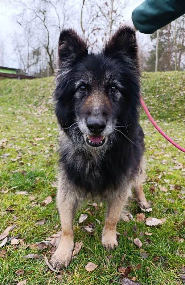 Pies do adopcji, Bełchatów, 25 listopada 2025 (2/5)