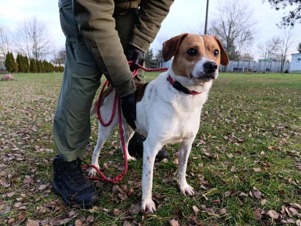 Pies do adopcji, Bełchatów, 30 listopada 2025 (2/5)