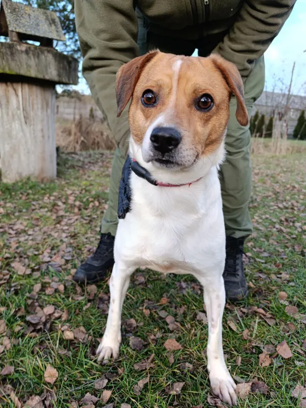 Pies do adopcji, Bełchatów, 30 listopada 2025 (3/5)