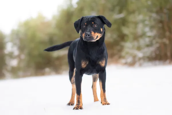 Pies do adopcji, Nowodwór, 19 stycznia 2026 (1/5)