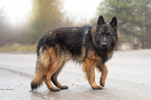 Pies do adopcji, Nowodwór, 18 stycznia 2026 (2/5)