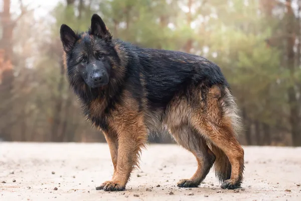 Pies do adopcji, Nowodwór, 18 stycznia 2026 (3/5)