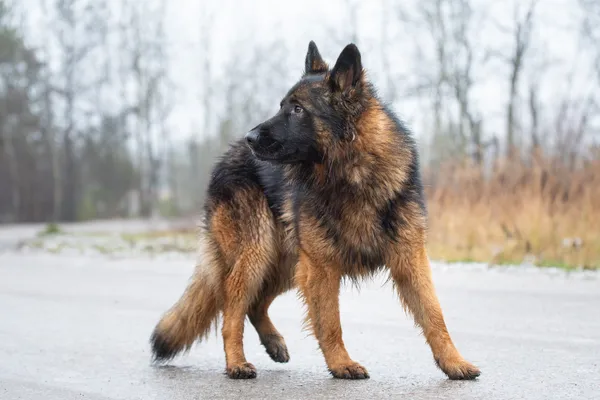 Pies do adopcji, Nowodwór, 18 stycznia 2026 (4/5)