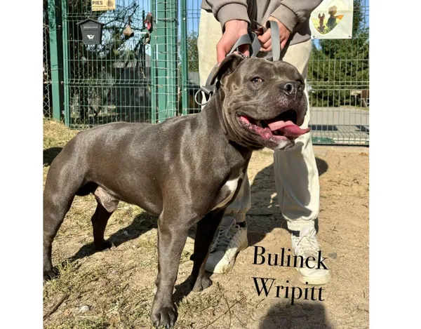 Pies do adopcji, Przyborówko, 19 stycznia 2026 (3/3)