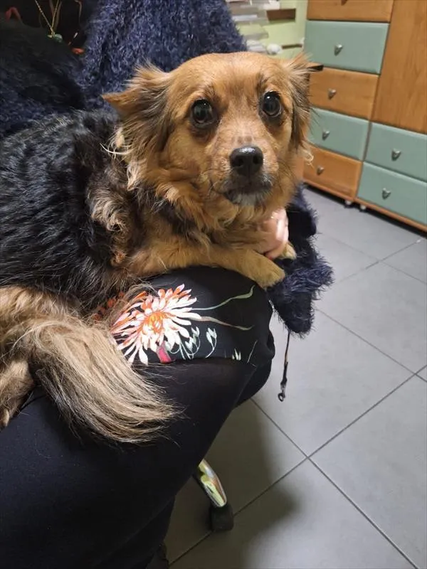 Znaleziono psa, Racibórz, 19 stycznia 2026