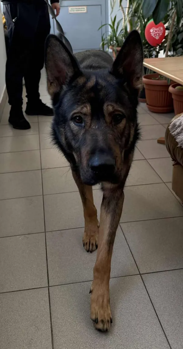 Znaleziono psa, Lublin, 19 stycznia 2026