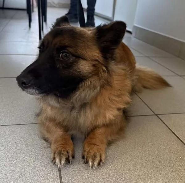 Znaleziono psa, Lublin, 19 stycznia 2026