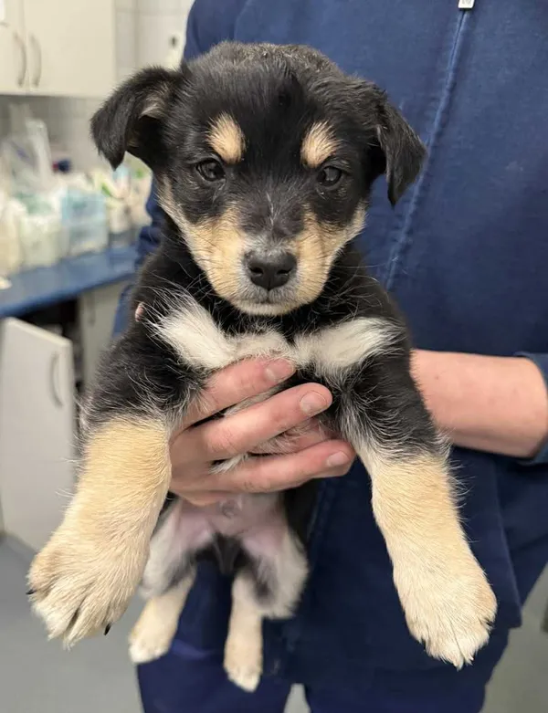 Znaleziono psa, Lublin, 19 stycznia 2026