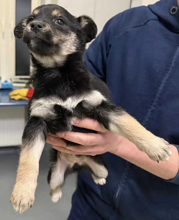 Znaleziono psa, Lublin, 19 stycznia 2026