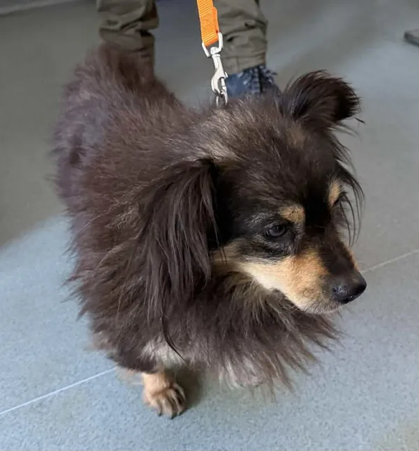 Znaleziono psa, Lublin, 20 stycznia 2026