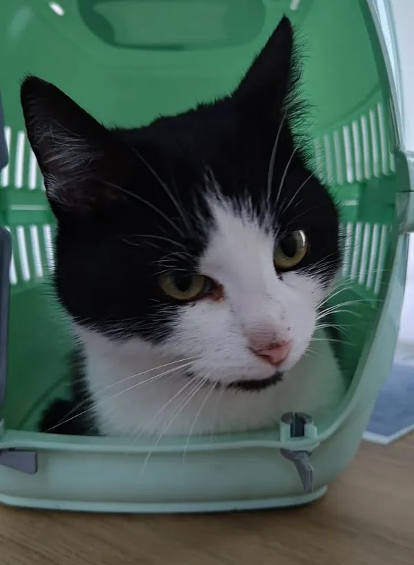 Znaleziono kota, Lublin, 16 stycznia 2026