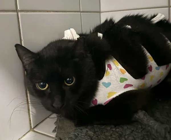 Znaleziono kota, Lublin, 19 stycznia 2026