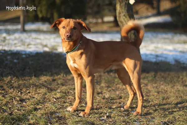 Pies do adopcji, Bydgoszcz, 20 stycznia 2026 (1/5)