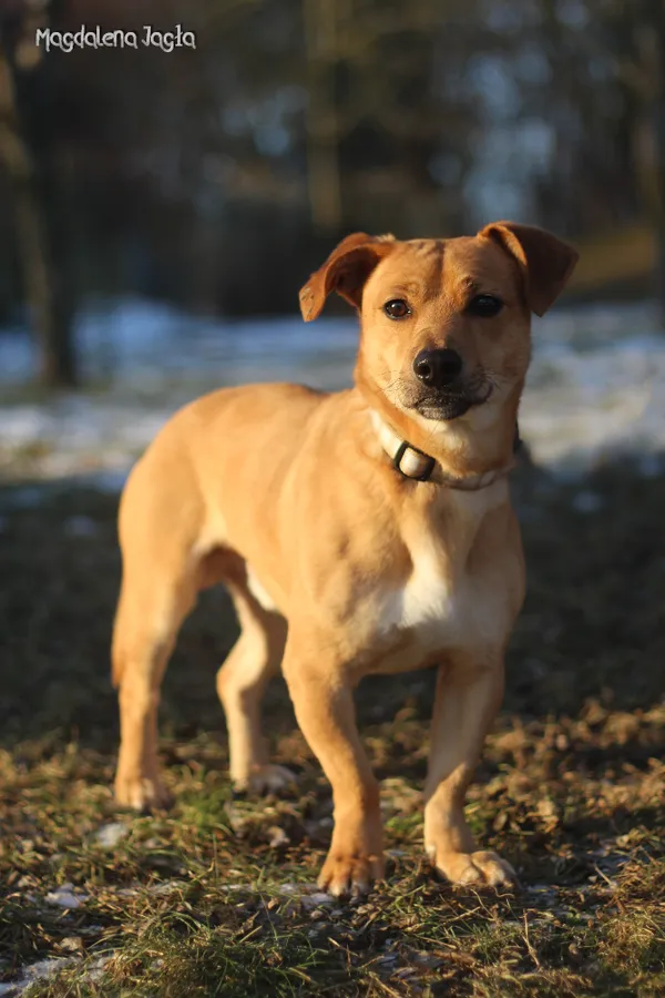 Pies do adopcji, Bydgoszcz, 20 stycznia 2026 (2/5)