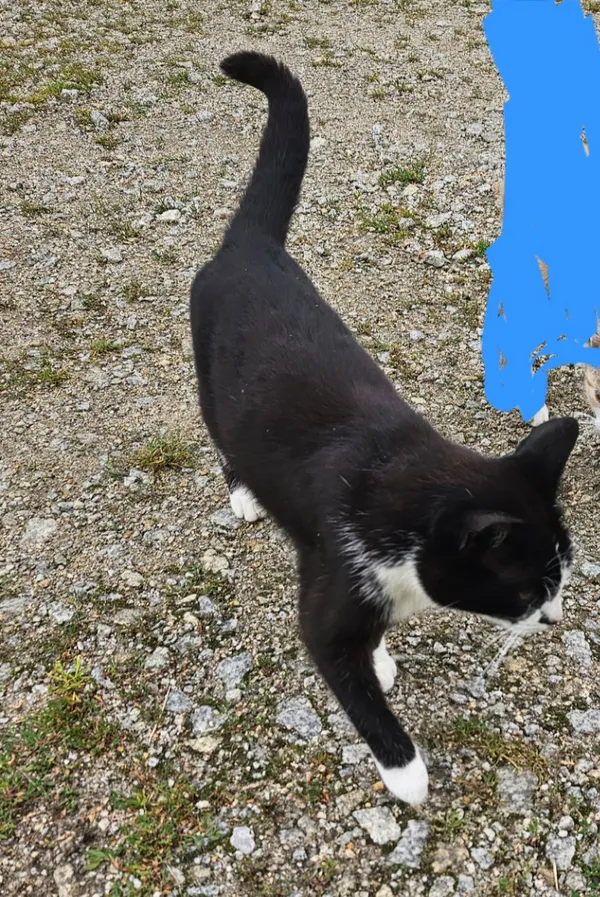 Zaginął kot, Kawęczyn, 20 stycznia 2026 (2/2)