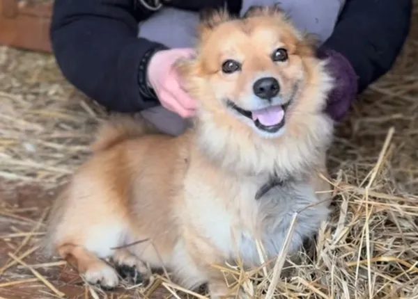 Pies do adopcji, Głowno, 20 stycznia 2026 (1/3)