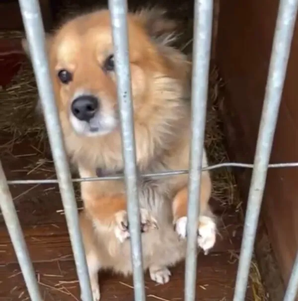 Pies do adopcji, Głowno, 20 stycznia 2026 (2/3)