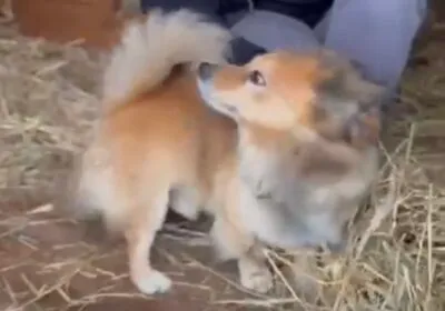 Pies do adopcji, Głowno, 20 stycznia 2026 (3/3)