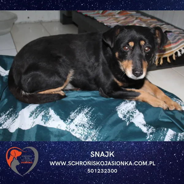 Znaleziono psa, Dębniak, 20 stycznia 2026