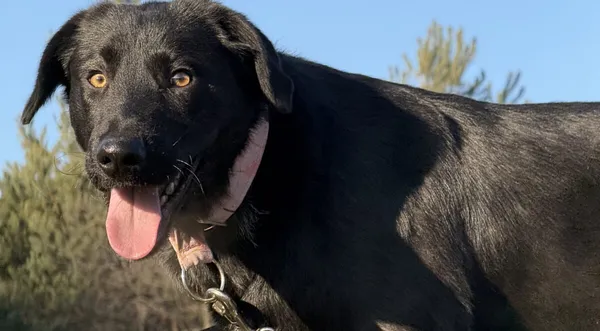 Pies do adopcji, Pieczyska, 20 stycznia 2026 (1/5)