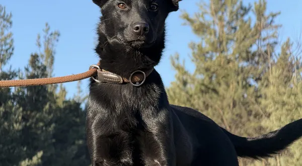 Pies do adopcji, Pieczyska, 20 stycznia 2026 (1/5)